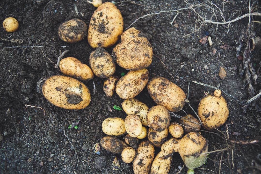 Potato