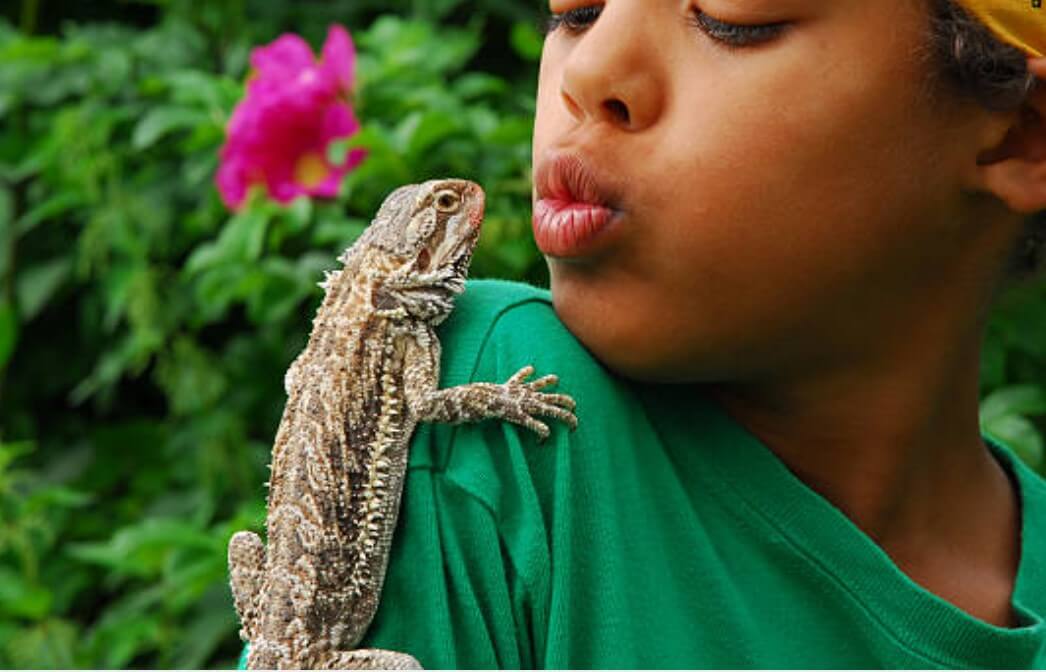 도마뱀 나오는 꿈