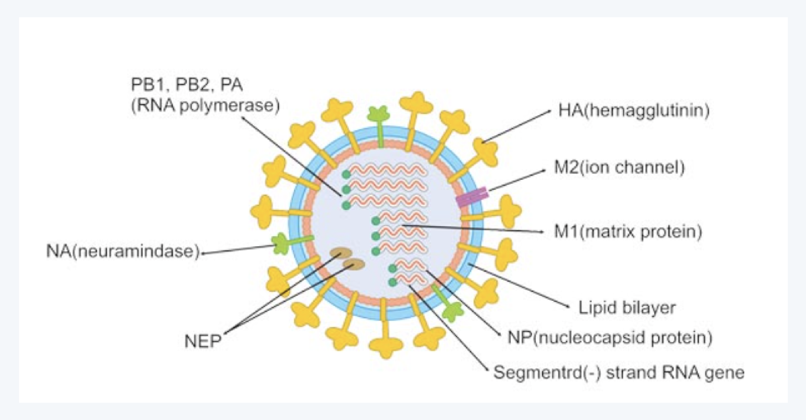 인플루엔자, 독감