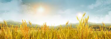 농민수당 자격 확인