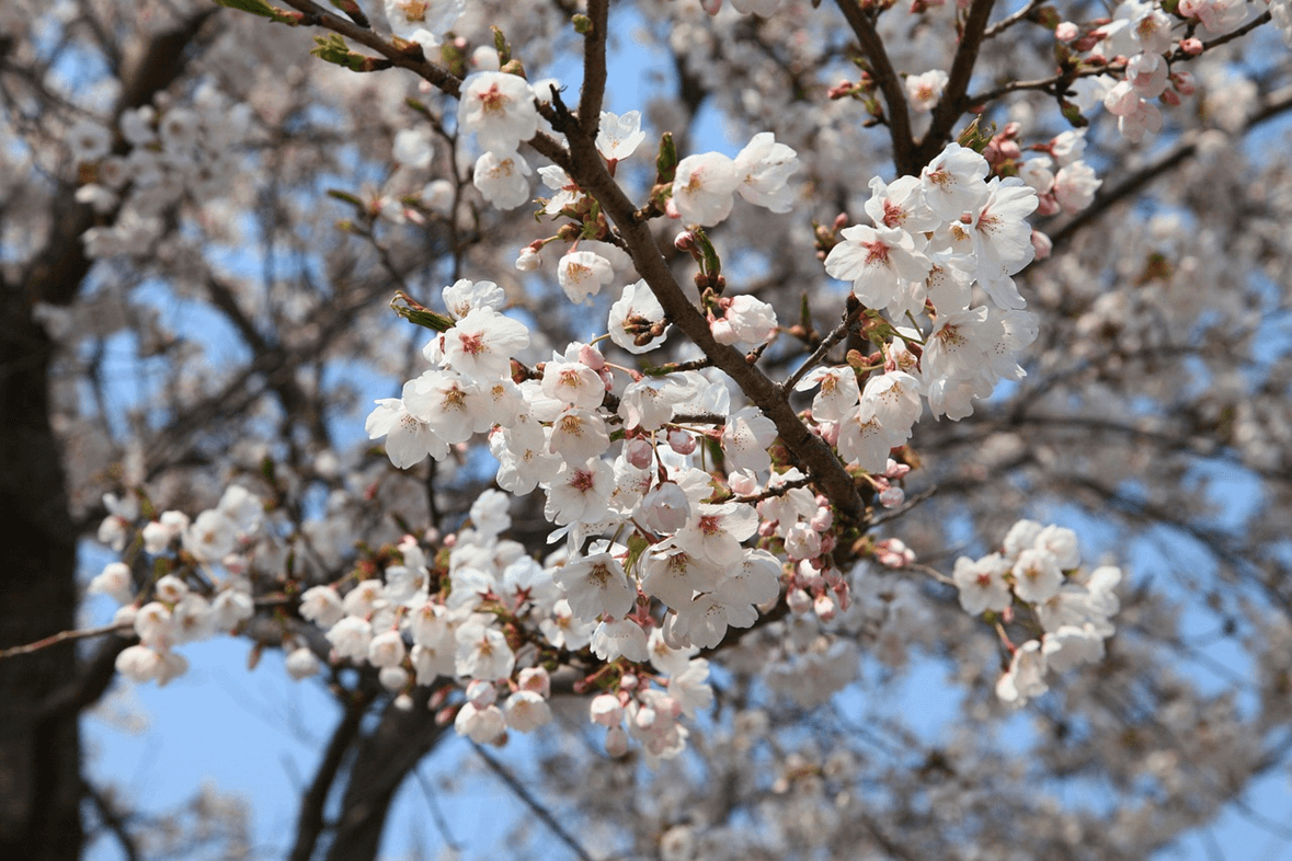 금산 보곡산골 산벚꽃 축제 