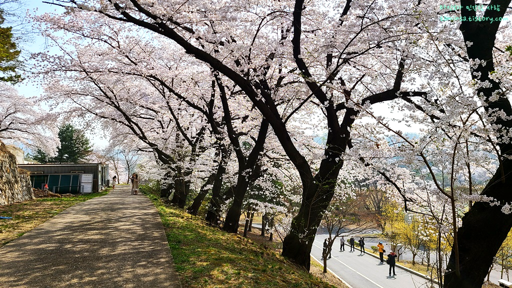 국립현충원-벚꽃명소