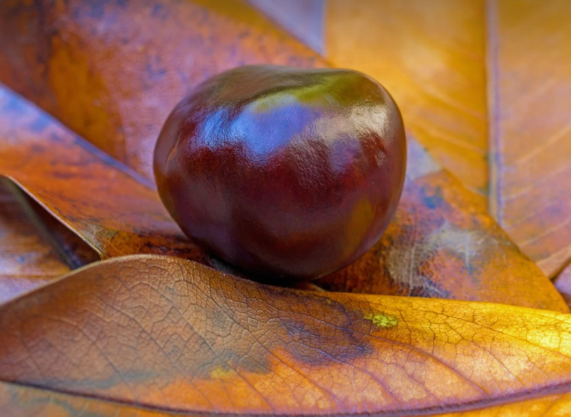 마로니에 열매의 모습