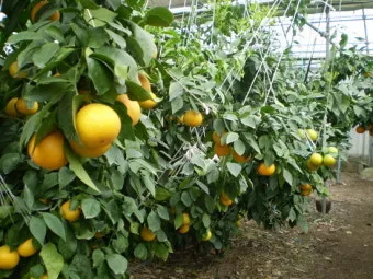 황금향 재배 개화기 관리 수분 수정 과실 비대_11