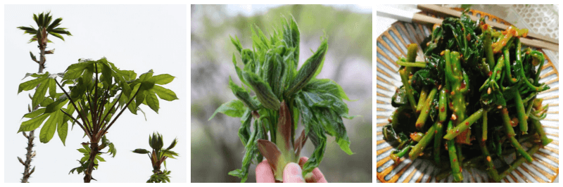 엄나물순, 엄나물순 나물 무침 사진