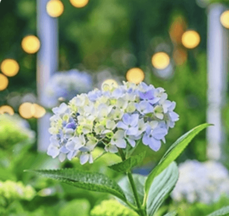 장생포 수국축제