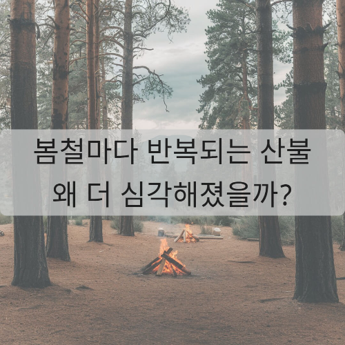 봄철마다 반복되는 산불, 2025년에는 왜 더 심각해졌을까?