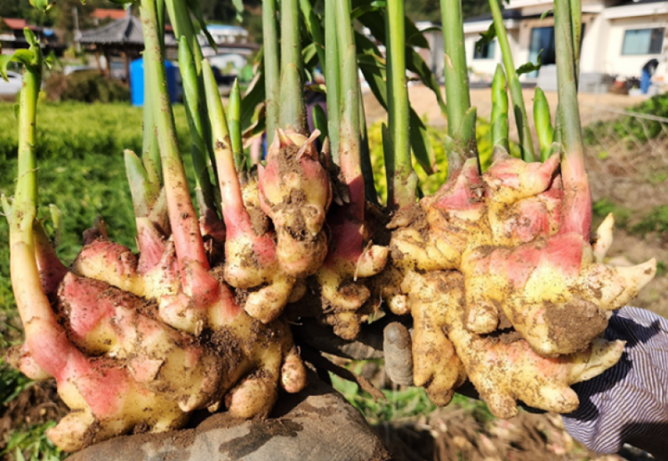 안동 생강, 생강청