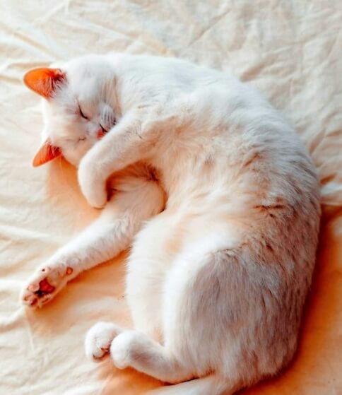 고양이 잠자는 위치가 달라지는 이유
