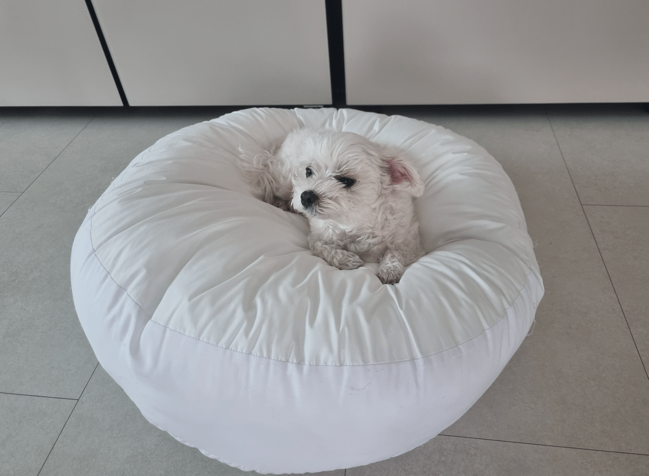 강아지 귀 냄새