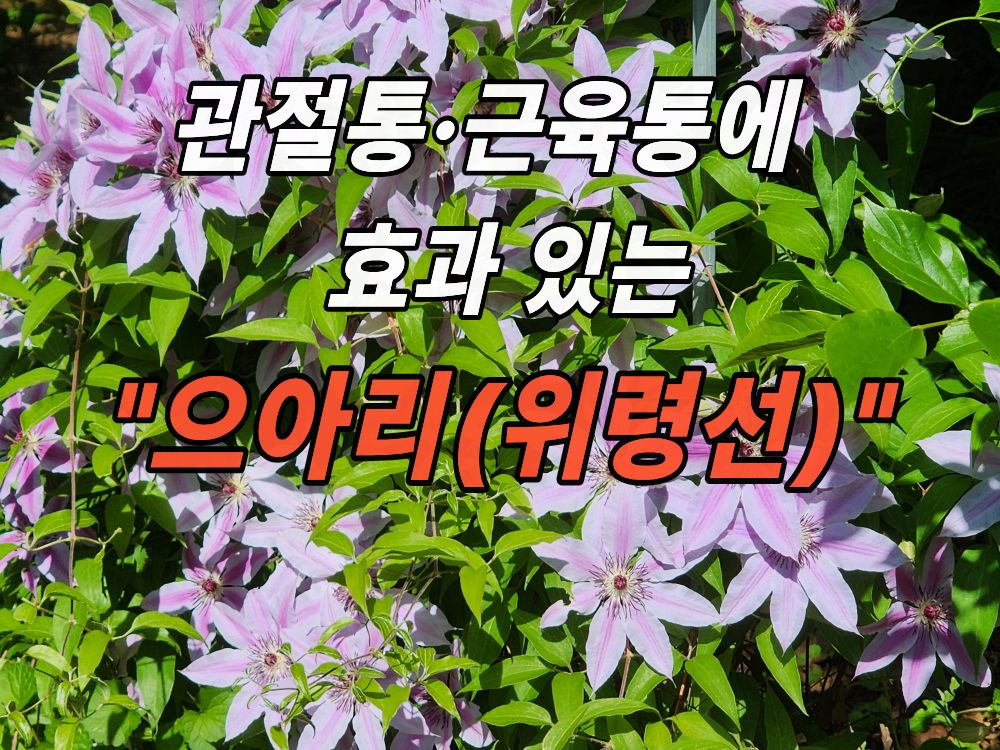 약초원에서 본 으아리