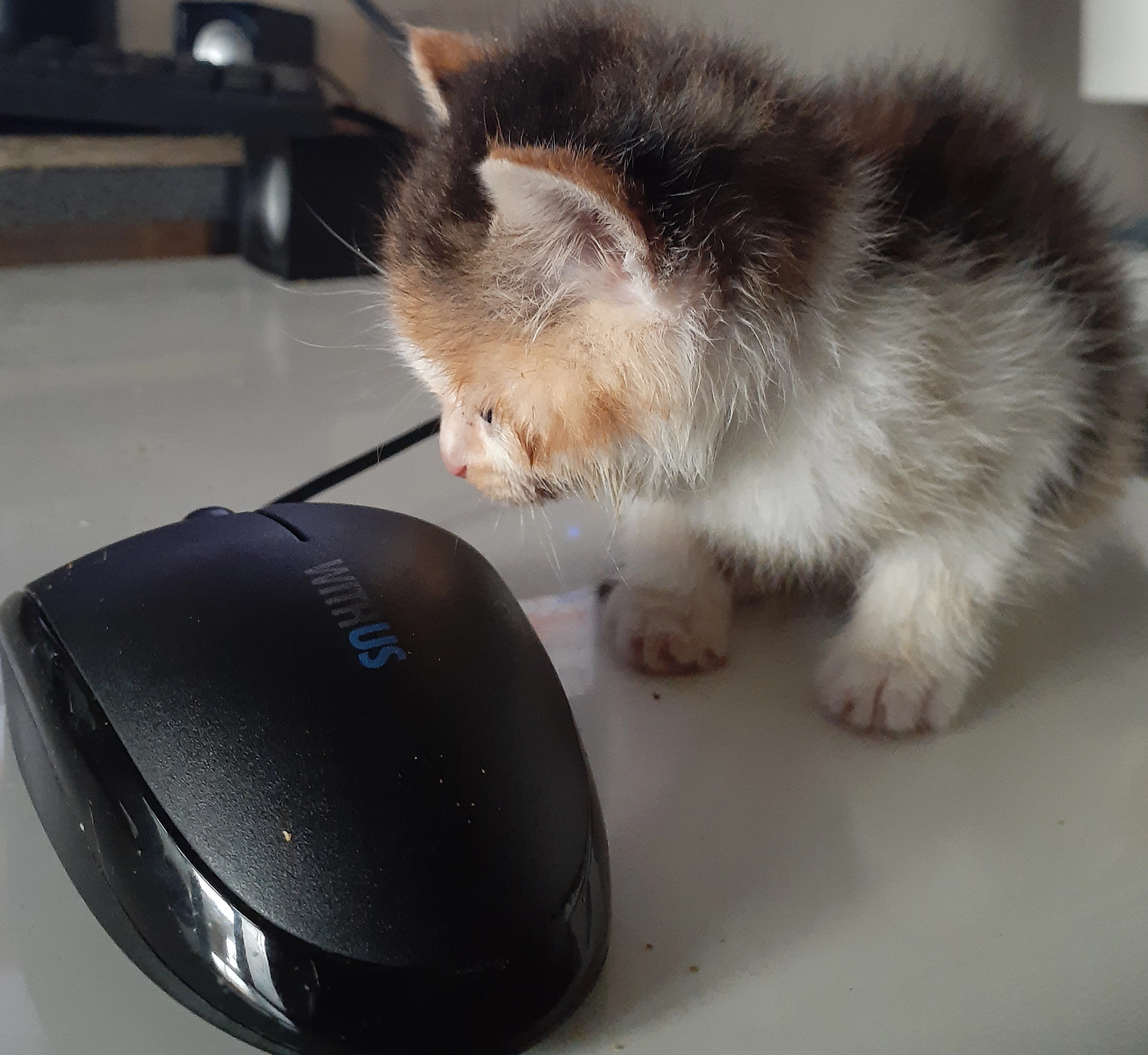 새끼 고양이