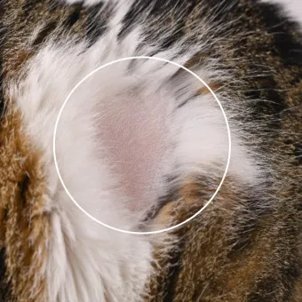 고양이 탈모 원인, 원형 탈모, 부분 탈모_29
