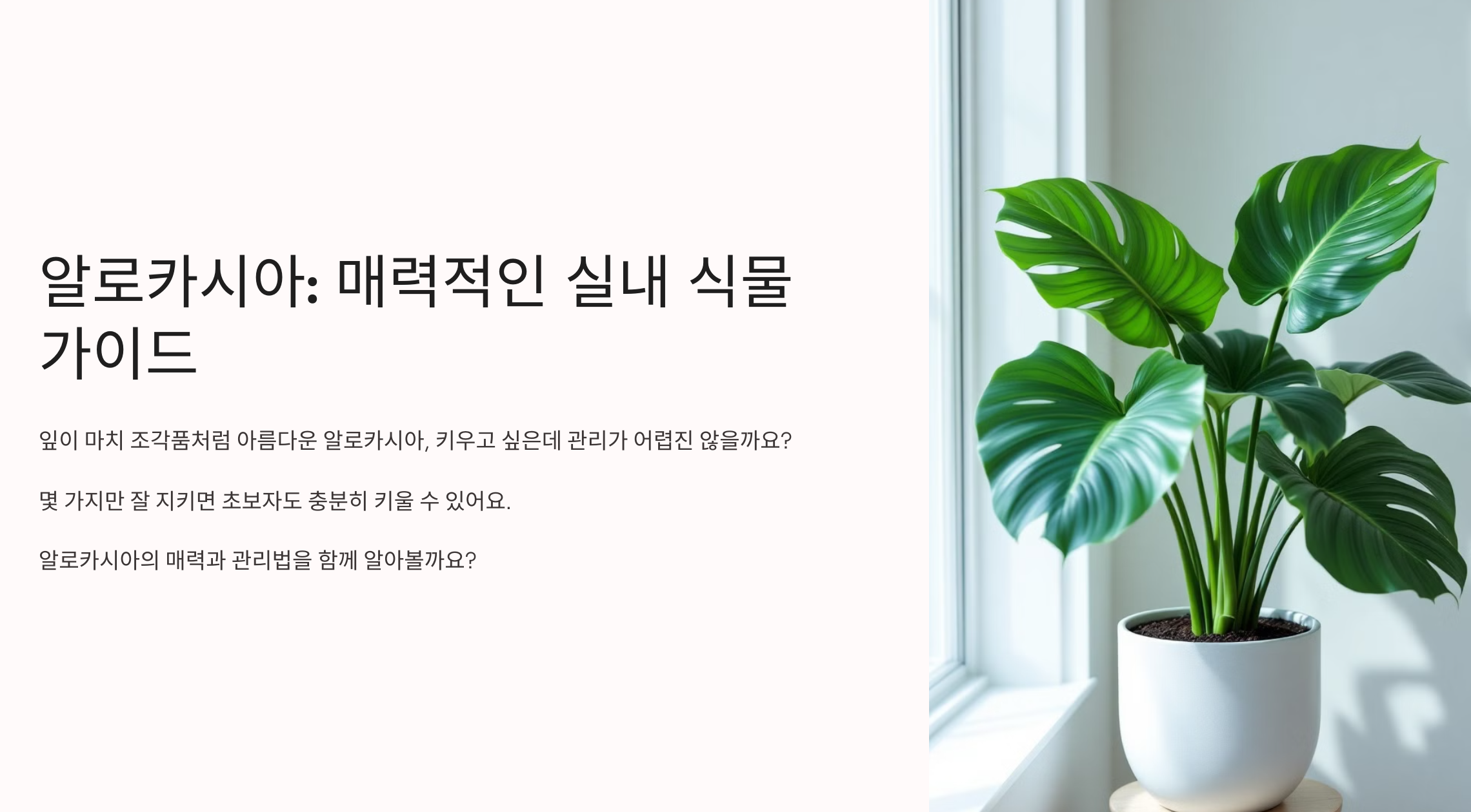 알로카시아 사진