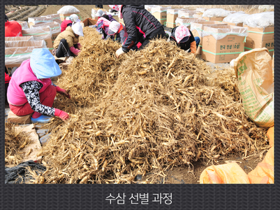 수삼 선별 과정