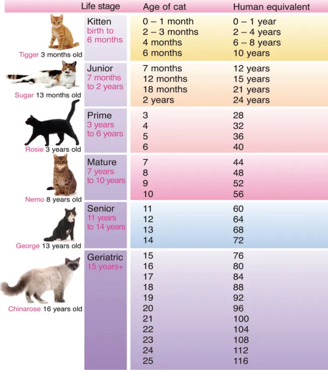 집고양이 vs 길고양이 평균 수명 차이 심층 분석_4