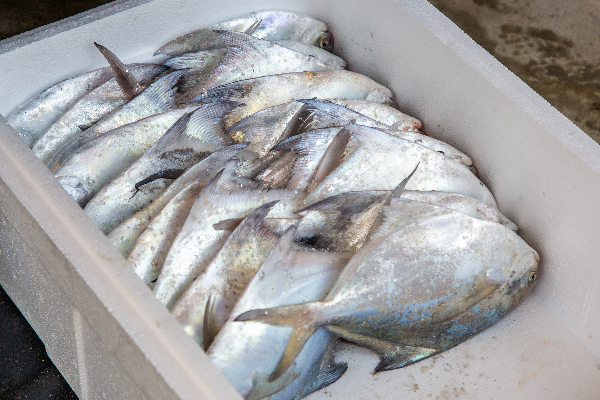 병어는 어떤 생선인가요?