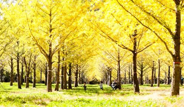 홍천 은행나무숲 (강원도)