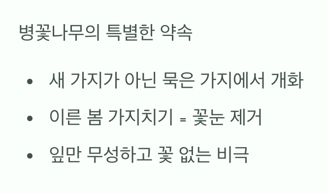 가장 중요한 비밀&amp;#44; 꽃은 &amp;#39;작년 가지&amp;#39;에서 핀다