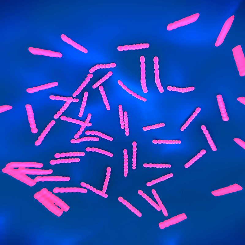 폐렴구균 예방접종 무료