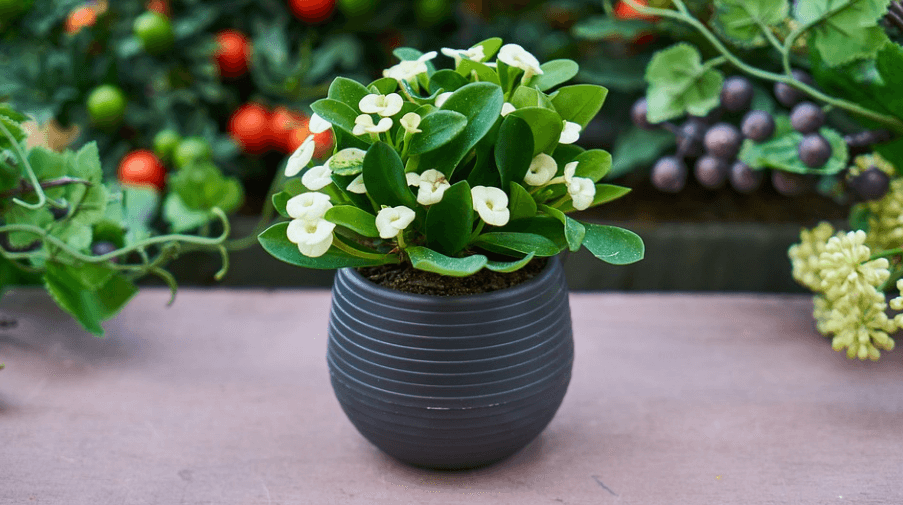 화분에서 아름답게 꽃이 피고 있다