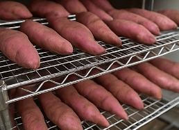 고구마 수확시기