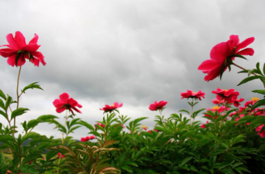 합천 핫들생태공원 작약꽃 축제