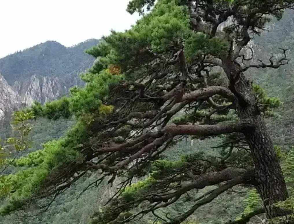 설악산-케이블카-전망대