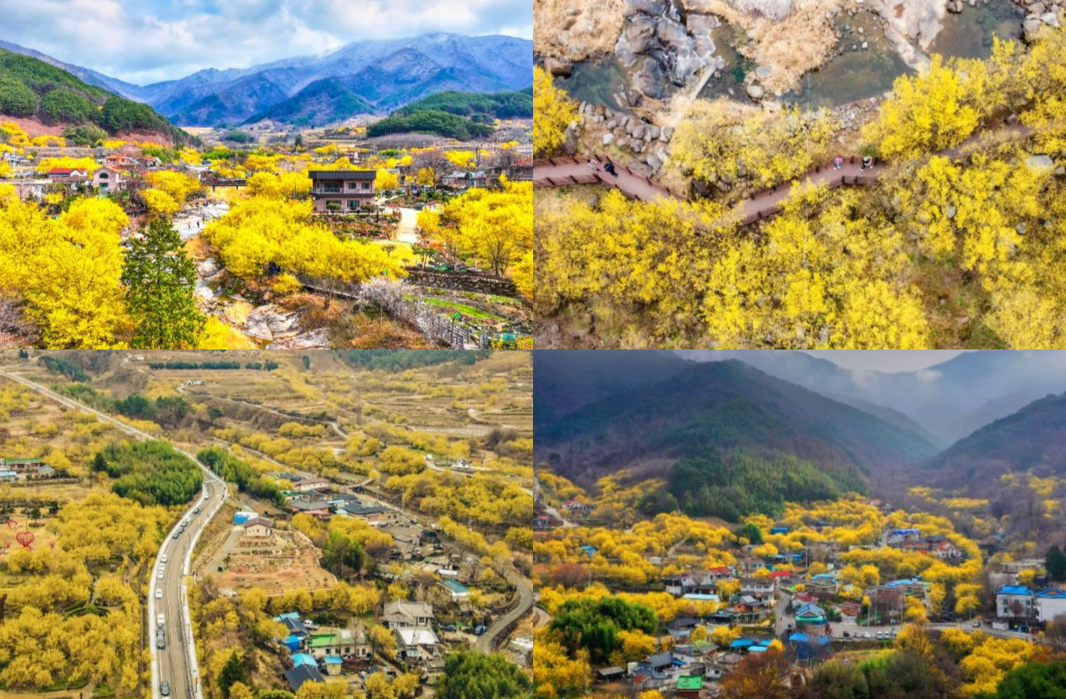 구례 산수유축제기간