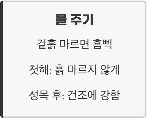 햇빛과 물, 가장 기본적인 관리