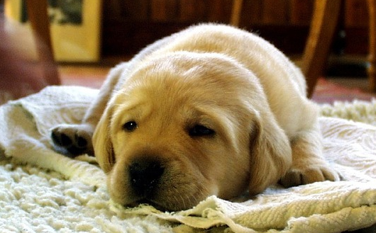 개의 폐수종이란?