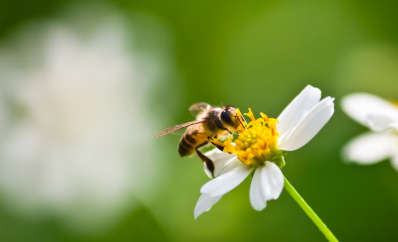 꿀벌의 중요성 이해하기
