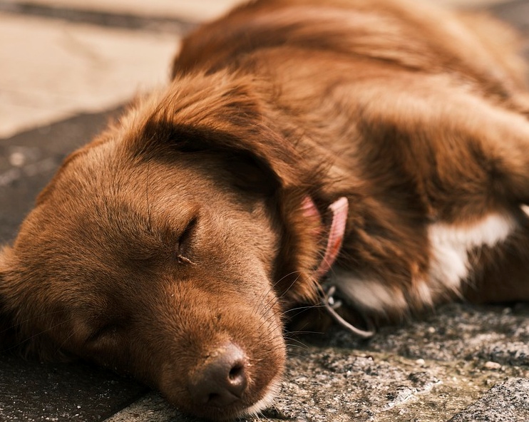 강아지 장염 원인과 증상 해결방법