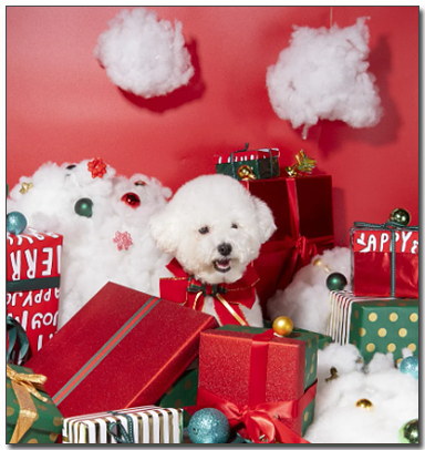 크리스마스 비숑프리제