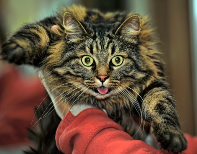 깜짝 놀라는 고양이.