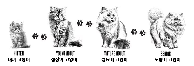 성장기 고양이 이미지