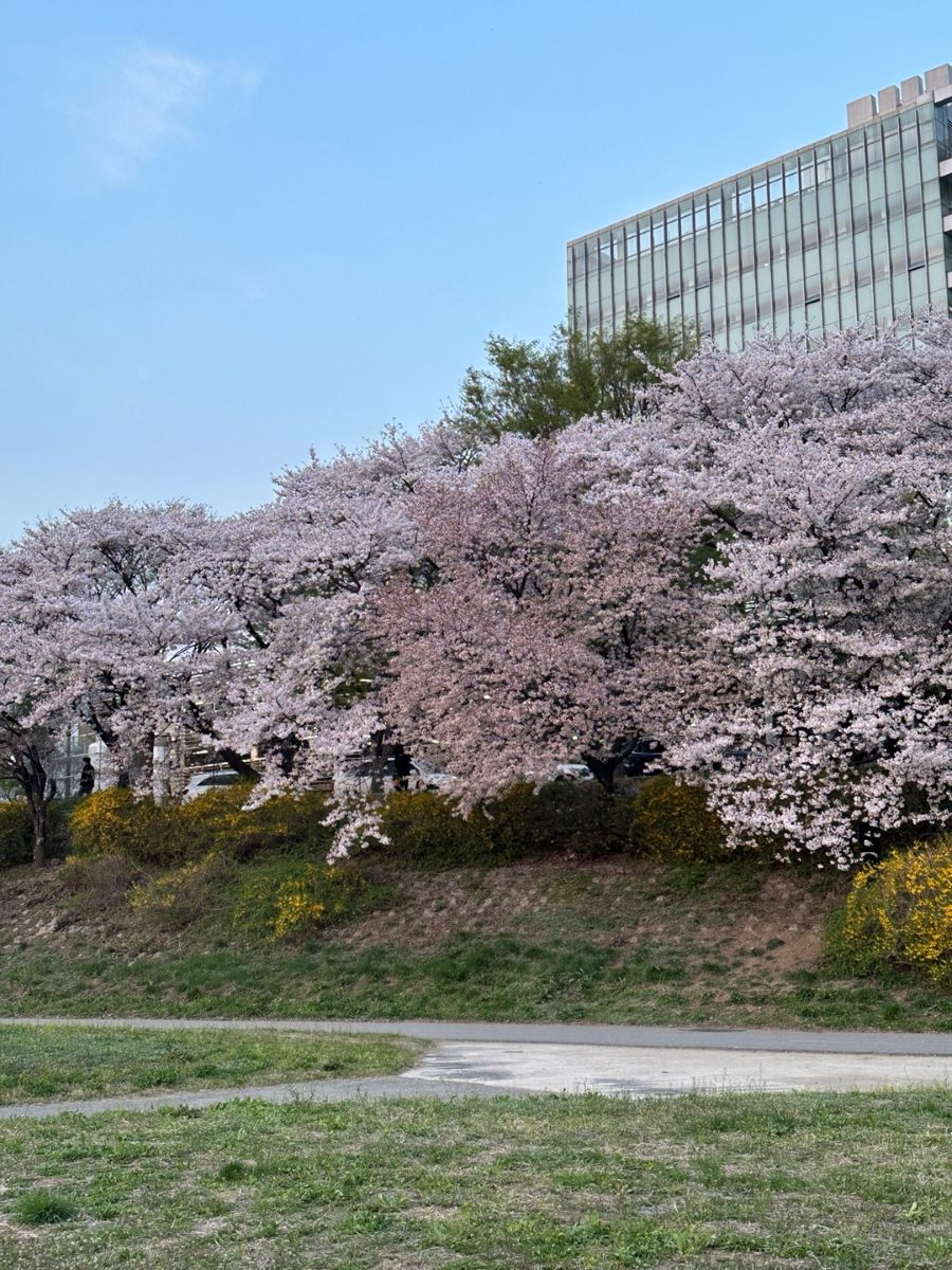 성남 탄천 산책로 아이와 봄 나들이 벚꽃길