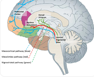 기쁨을 느낄 때 뇌의 보상 회로 시스템을 설명하는 일러스트