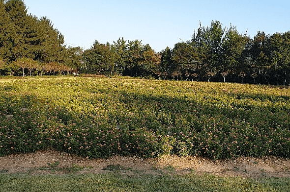 벽초지수목원-꽃밭