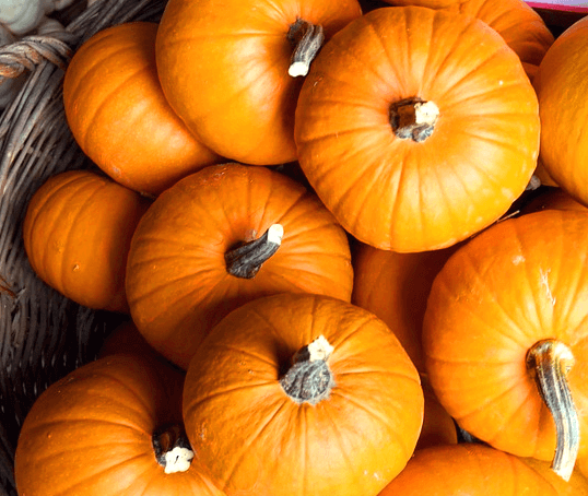 둥그런 서양의 늙은 호박들이 광주리에 가득하다. 줄무늬가 있고 노랗게 익은 호박이다.