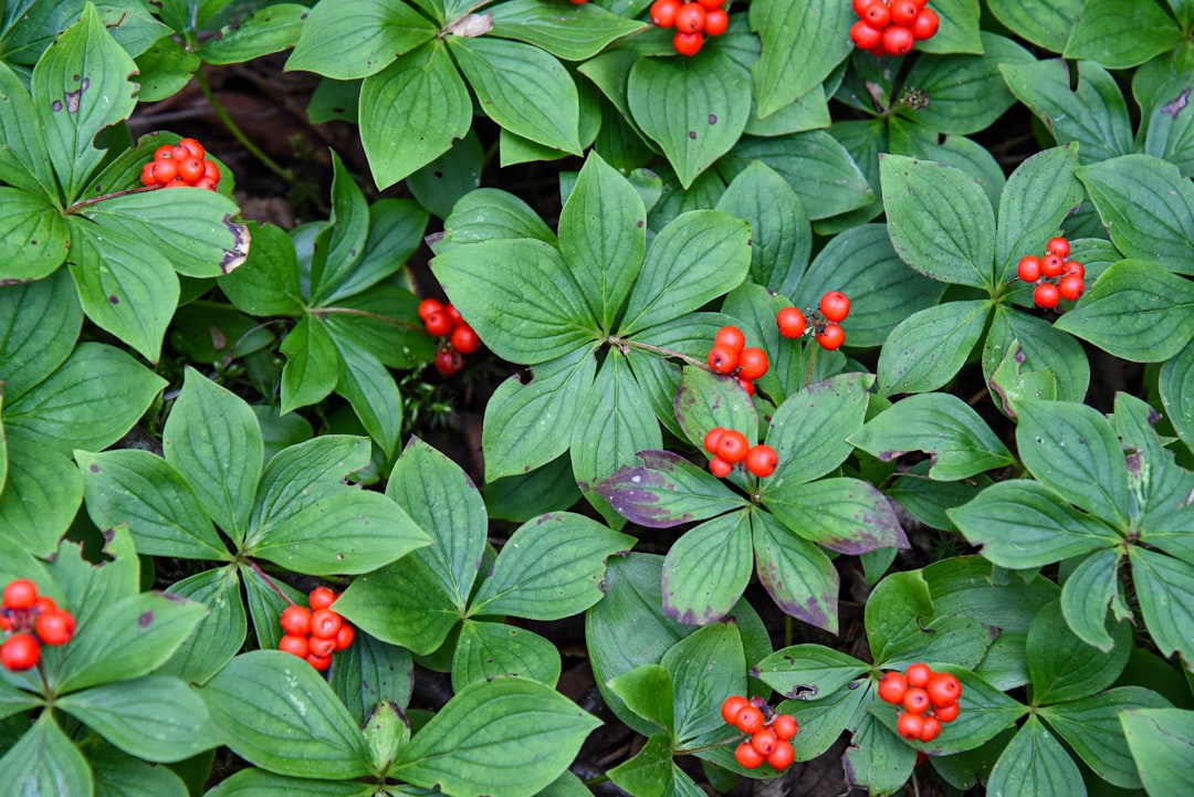 Cornus.