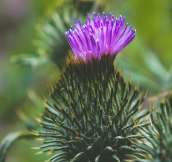 밀크씨슬 효과 복용법