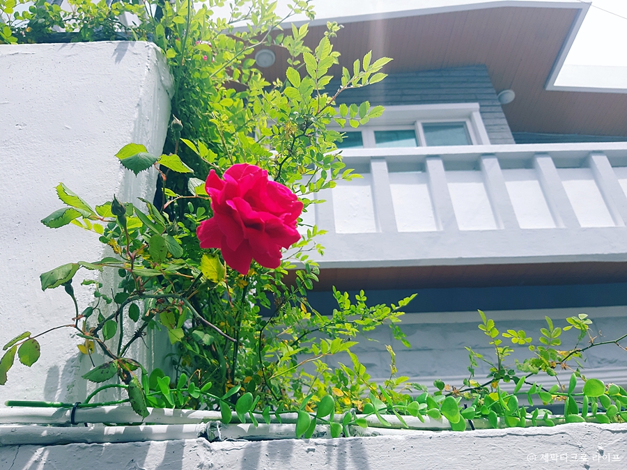 담장장미꽃