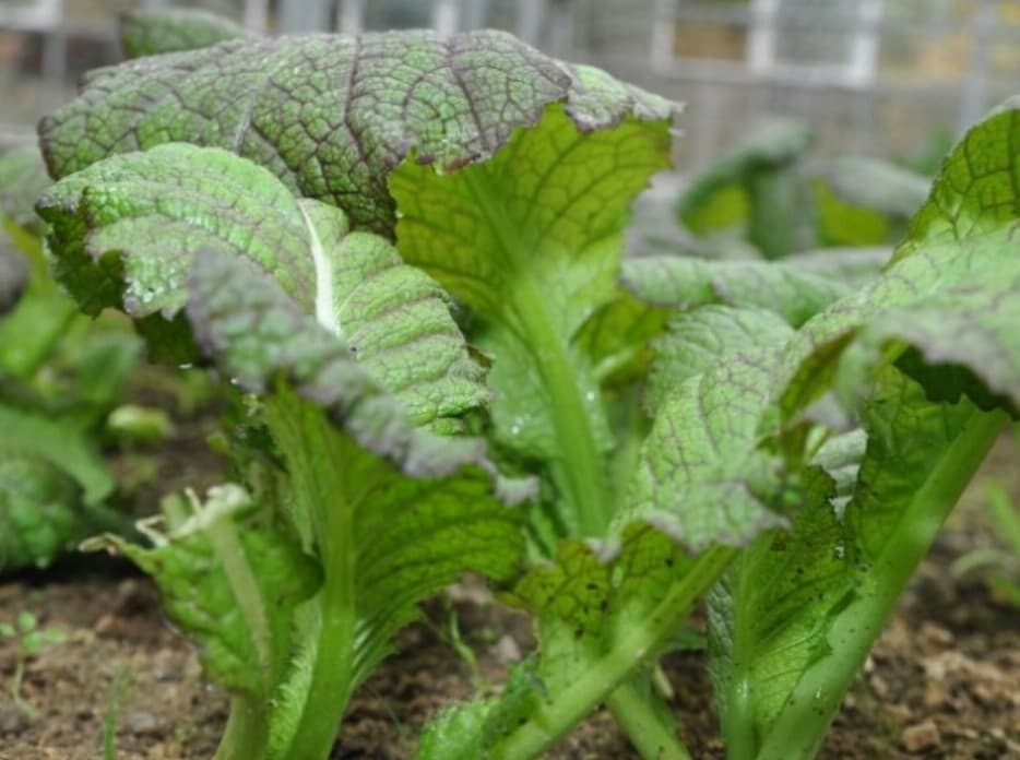 매운맛과 빠른 성장의 매력, 겨자잎의 재배와 샐러드 활용법