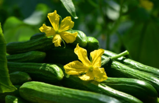 호평농장 미니오이