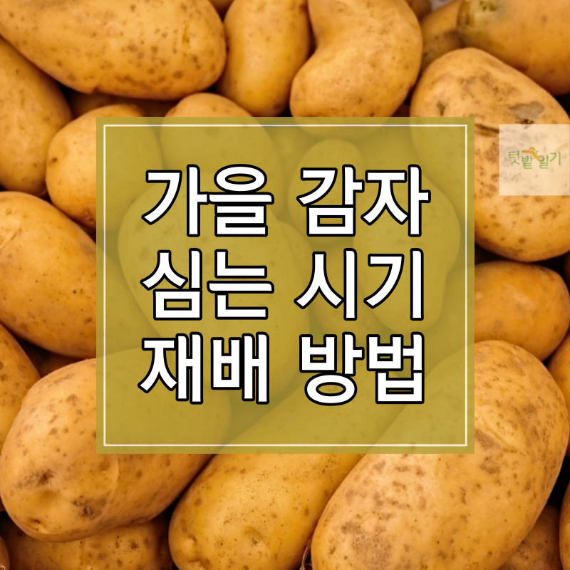 가을 감자 심는 시기 및 재배방법 썸네일