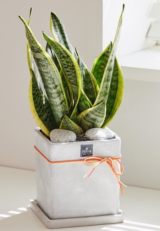 물 자주 안 줘도 잘 자라는 식물