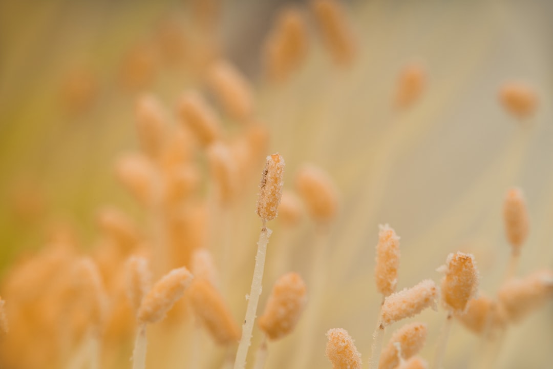 Pollen