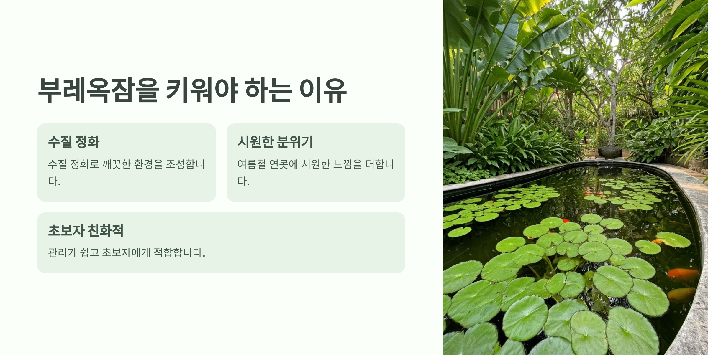 부레옥잠
