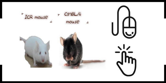 ICR mouse vs. C57BL/6 mouse